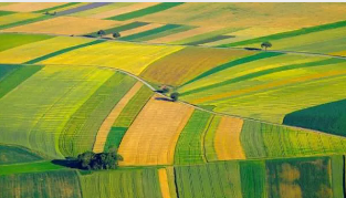 Agriculture and Vegetation