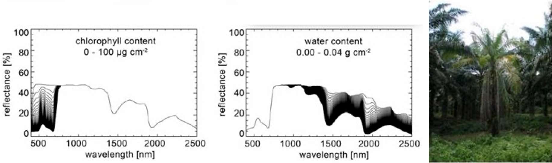 Figure 13: These images show a full spectrum between 400 and 2,500 nanometers which is affected by the level of the chlorophyll, especially around 500-600 nanometers, and by the water content of the plant, between 970-2,500 nanometers. Source: Rascher et al. (2010)